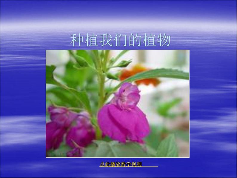 教科版（三起）科学三年级下册第一单元2《种植我们的植物》 课件01