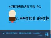 教科版（三起）科学三年级下册第一单元2《种植我们的植物》课件