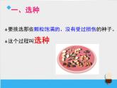 教科版（三起）科学三年级下册第一单元2《种植我们的植物》课件