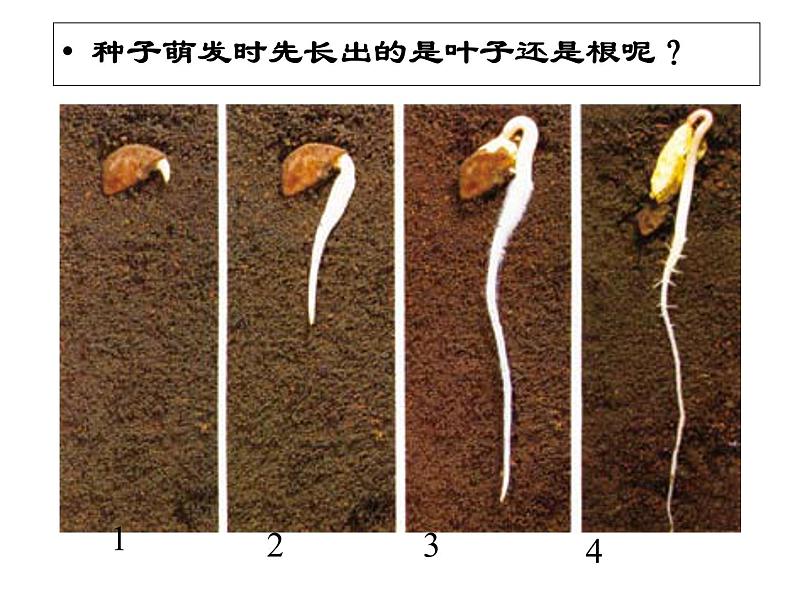 教科版（三起）科学三年级下册第一单元3、我们先看到了根 课件02