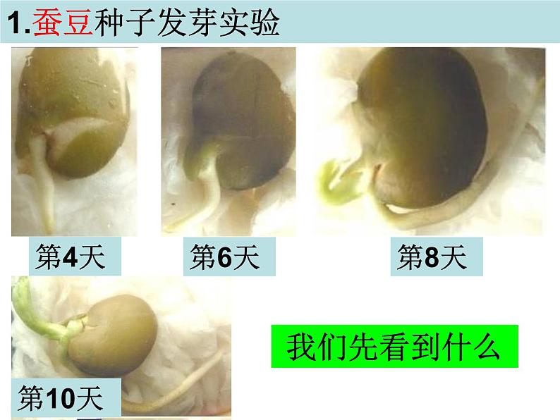 教科版（三起）科学三年级下册第一单元3、我们先看到了根 课件03