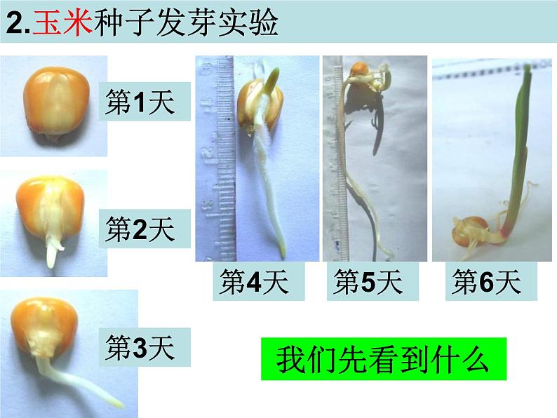 教科版（三起）科学三年级下册第一单元3、我们先看到了根 课件04