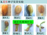 教科版（三起）科学三年级下册第一单元3、我们先看到了根 课件