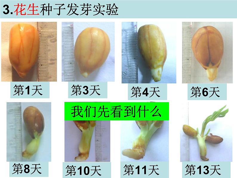 教科版（三起）科学三年级下册第一单元3、我们先看到了根 课件05