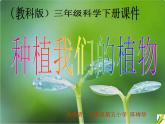 教科版（三起）科学三年级下册第一单元2-种植我们的植物 课件