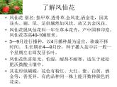 教科版（三起）科学三年级下册第一单元2-种植我们的植物 课件