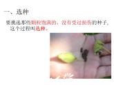教科版（三起）科学三年级下册第一单元2-种植我们的植物 课件