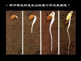教科版（三起）科学三年级下册第一单元3、我们先看到了根-课件