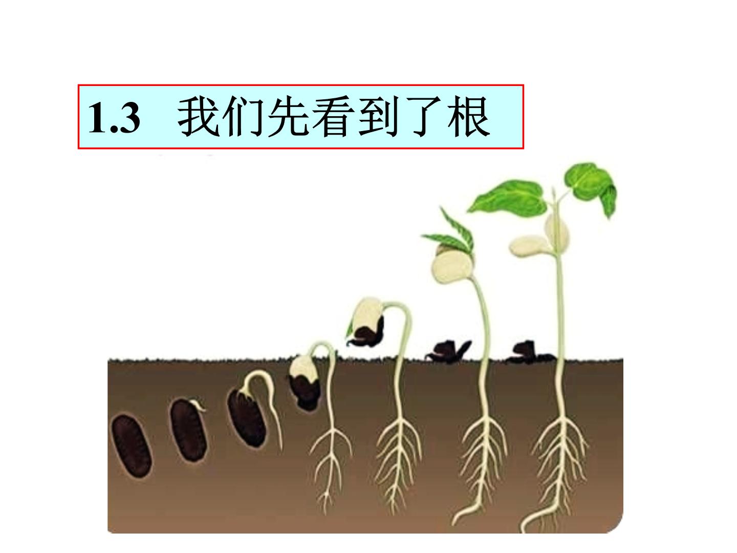 教科版三年级下册植物的生长变化3我们先看到了根图文ppt课件