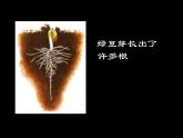 教科版（三起）科学三年级下册第一单元3、我们先看到了根-课件