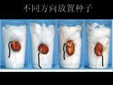教科版（三起）科学三年级下册第一单元3、我们先看到了根-课件