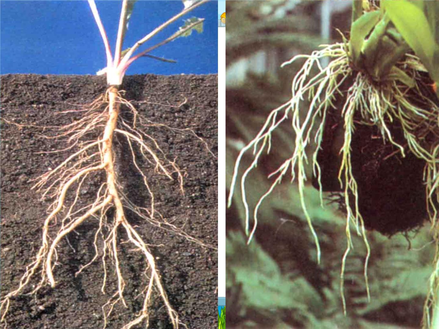 不同植物的根图片
