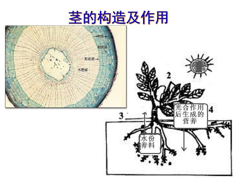 教科版（三起）科学三年级下册第一单元5、茎越长越高 课件06