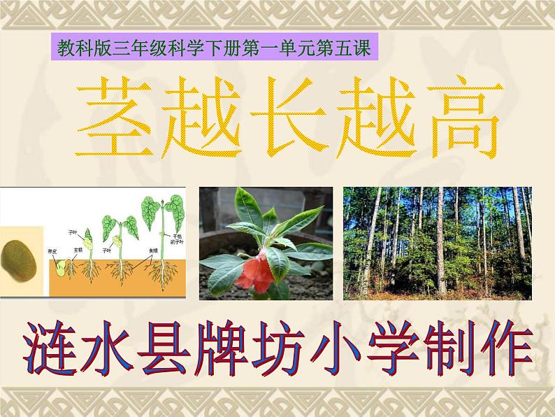 教科版（三起）科学三年级下册第一单元5-茎越长越高PPT(含课堂作业)01