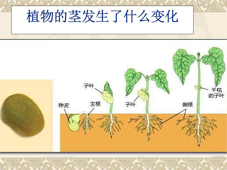 教科版（三起）科学三年级下册第一单元5-茎越长越高PPT(含课堂作业)03