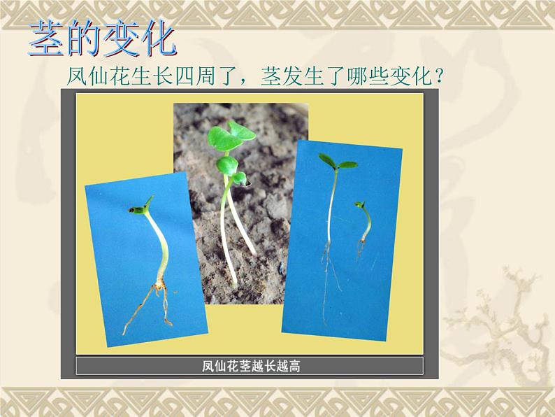 教科版（三起）科学三年级下册第一单元5-茎越长越高PPT(含课堂作业)04