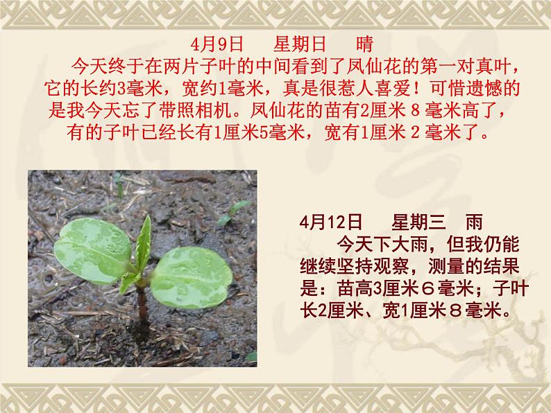 教科版（三起）科学三年级下册第一单元5-茎越长越高PPT(含课堂作业)06