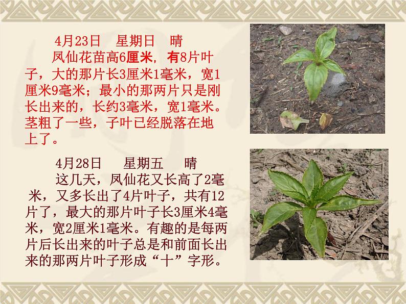 教科版（三起）科学三年级下册第一单元5-茎越长越高PPT(含课堂作业)08