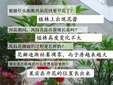 教科版（三起）科学三年级下册第一单元6、开花了结果了 课件
