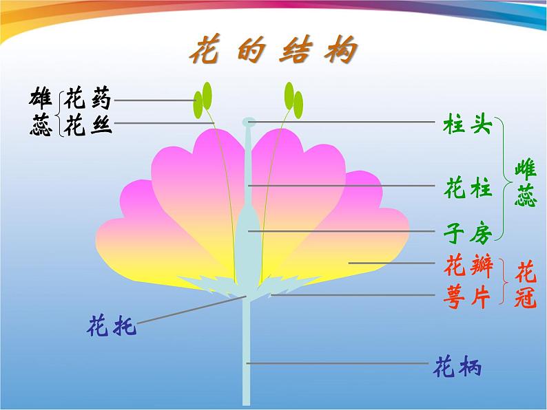 教科版（三起）科学三年级下册第一单元6、开花了结果了 课件05