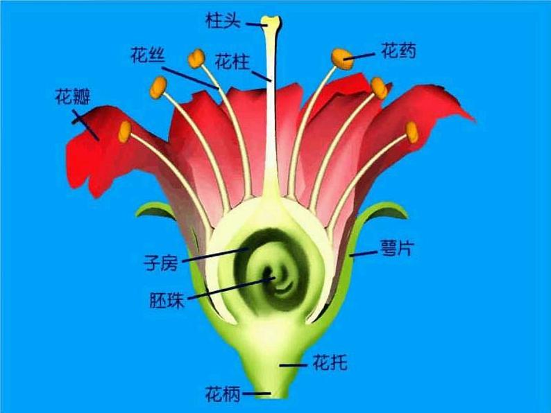 教科版（三起）科学三年级下册第一单元6、开花了结果了 课件06