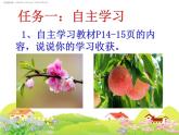 教科版（三起）科学三年级下册第一单元6《开花了结果了》课件
