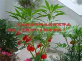 教科版（三起）科学三年级下册第一单元6《开花了结果了》课件