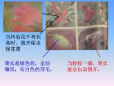 教科版（三起）科学三年级下册第一单元6《开花了结果了》课件