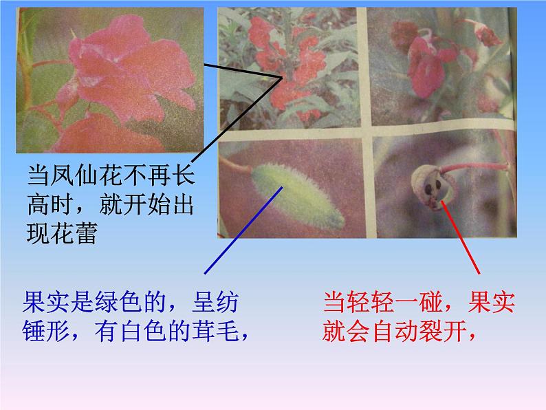 教科版（三起）科学三年级下册第一单元6《开花了结果了》课件04