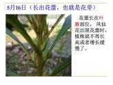 教科版（三起）科学三年级下册第一单元6《开花了结果了》课件