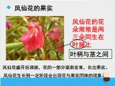 教科版（三起）科学三年级下册第一单元7《我们的大丰收》课件