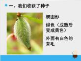 教科版（三起）科学三年级下册第一单元7《我们的大丰收》课件
