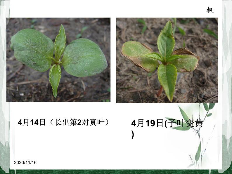 教科版（三起）科学三年级下册第一单元7《我们的大丰收》 课件08