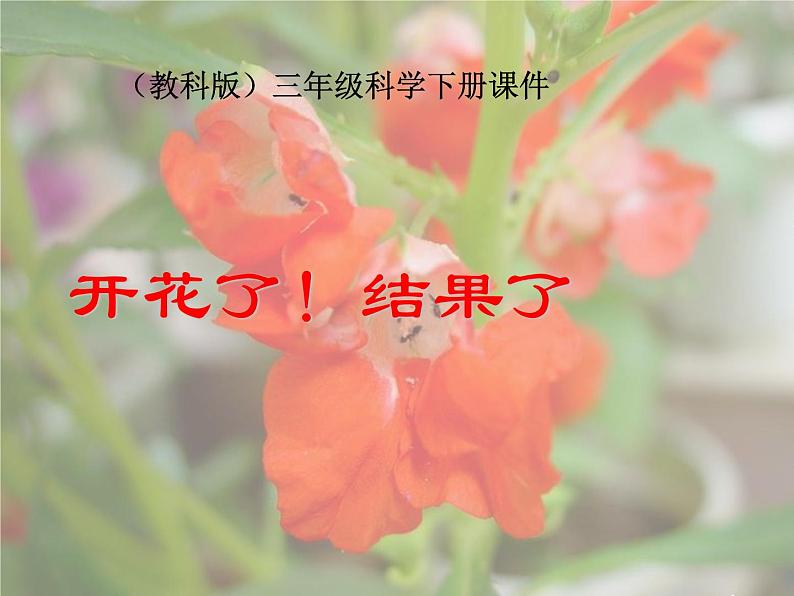 教科版（三起）科学三年级下册第一单元6、开花了-结果了 课件01