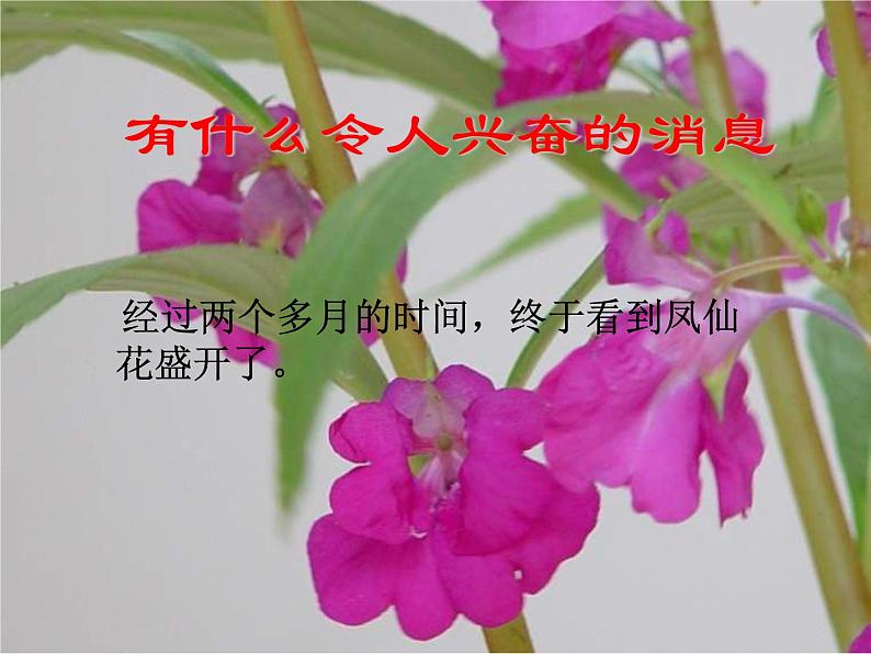 教科版（三起）科学三年级下册第一单元6、开花了-结果了 课件02