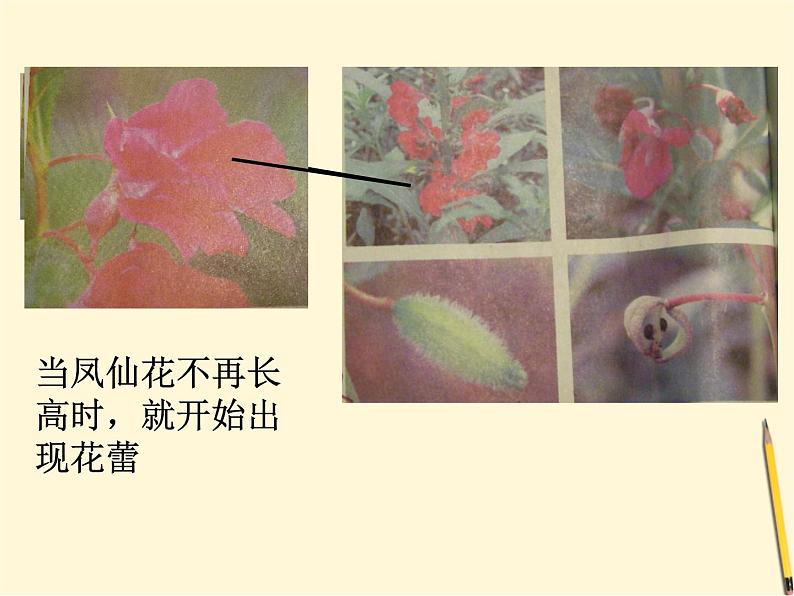 教科版（三起）科学三年级下册第一单元6、开花了-结果了 课件04