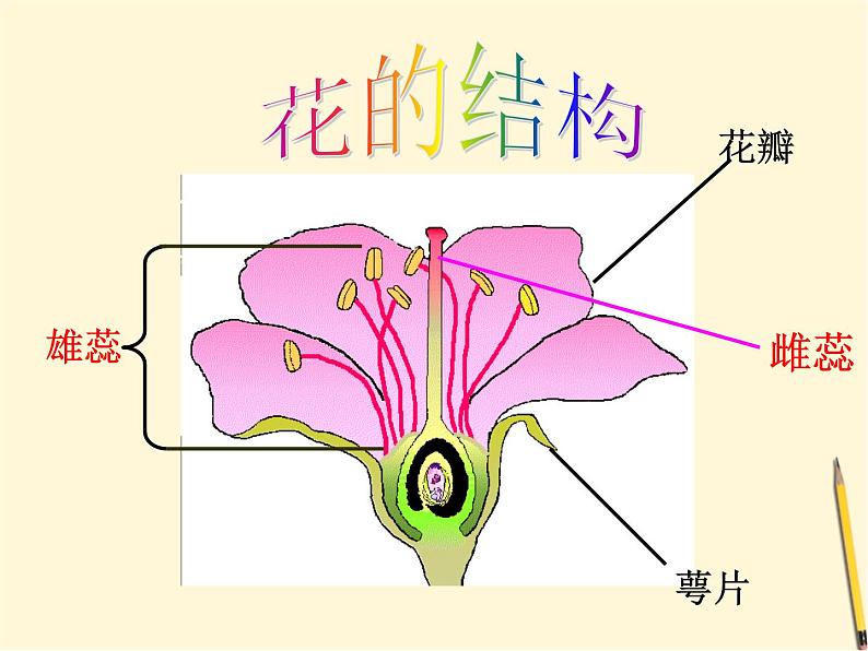 教科版（三起）科学三年级下册第一单元6、开花了-结果了 课件08