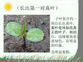 教科版（三起）科学三年级下册第一单元7、我们的大丰收 课件