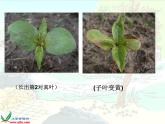 教科版（三起）科学三年级下册第一单元7、我们的大丰收 课件