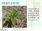 教科版（三起）科学三年级下册第一单元7、我们的大丰收 课件