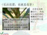 教科版（三起）科学三年级下册第一单元7、我们的大丰收 课件