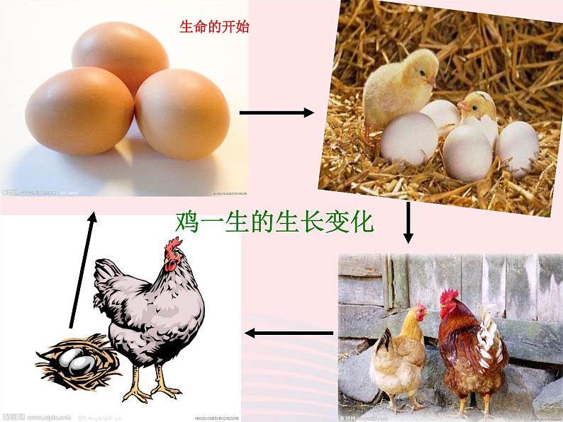 三年级科学下册第二单元动物的生命周期1《蚕卵里孵出的新生命》课件1教科版02