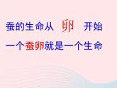 三年级科学下册第二单元动物的生命周期1《蚕卵里孵出的新生命》课件1教科版