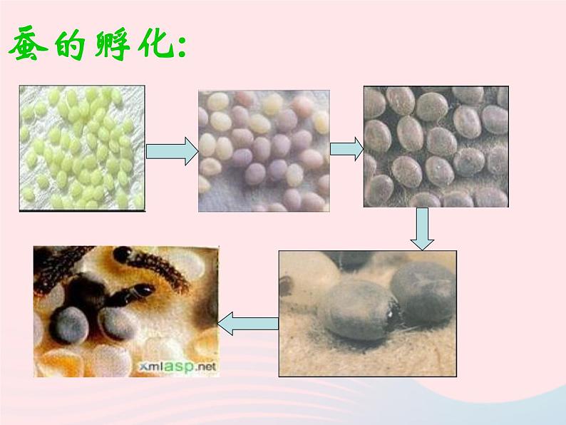 三年级科学下册第二单元动物的生命周期1《蚕卵里孵出的新生命》课件3教科版08