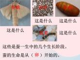 三年级科学下册第二单元动物的生命周期1蚕卵里孵出的新生命课件3教科版