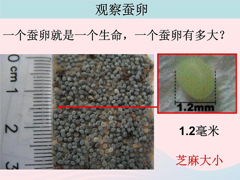 三年级科学下册第二单元动物的生命周期1蚕卵里孵出的新生命课件3教科版03