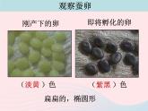 三年级科学下册第二单元动物的生命周期1蚕卵里孵出的新生命课件3教科版