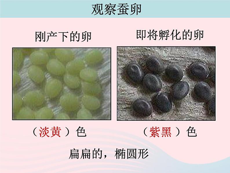 三年级科学下册第二单元动物的生命周期1蚕卵里孵出的新生命课件3教科版04