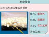 三年级科学下册第二单元动物的生命周期1蚕卵里孵出的新生命课件3教科版