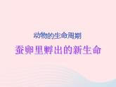 三年级科学下册第二单元动物的生命周期1蚕卵里孵出的新生命课件2教科版